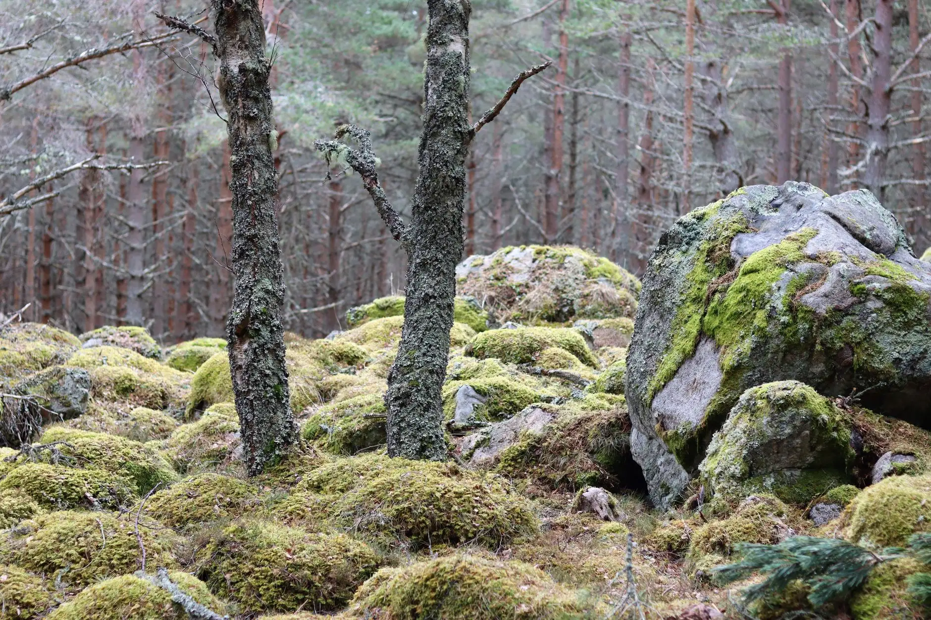 Kuvituskuva: sammaloituneita kiviä mäntymetsässä.