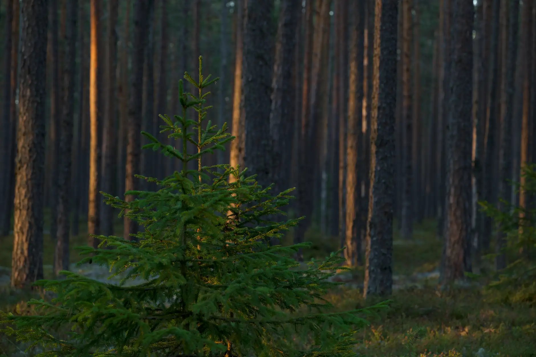 Kuvituskuva: nuori kuusi mäntyjen keskellä illan valossa.