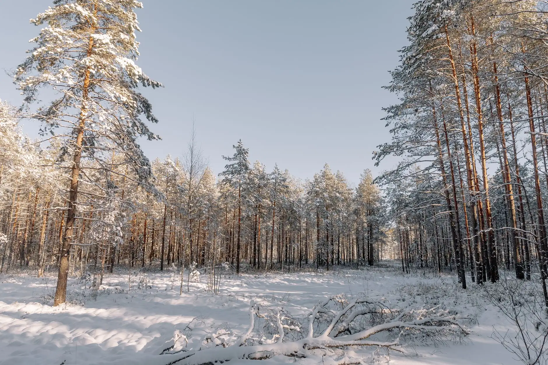 Kuvituskuva: luminen mäntymetsä talvella.