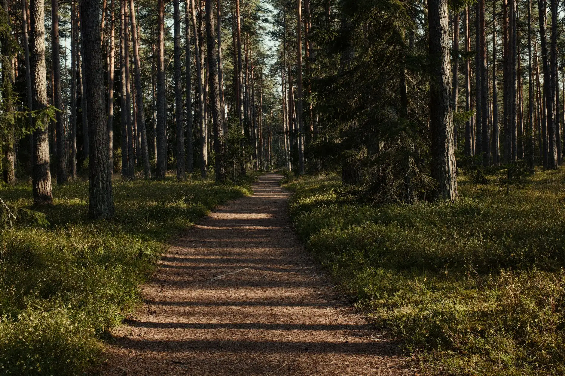 Kuvituskuva: mäntymetsän polku ja mustikanvarvikko.