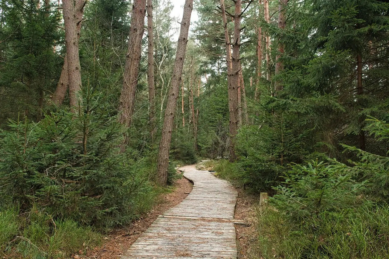 Kuvituskuva: pitkospuupolku kuusi- ja mäntymetsässä.