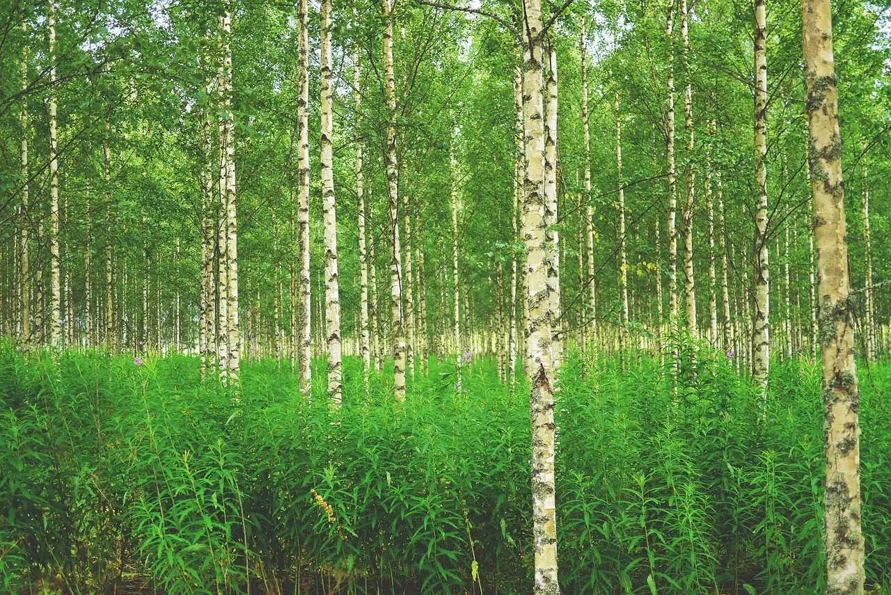 Kuvituskuva: kesäinen koivikko.
